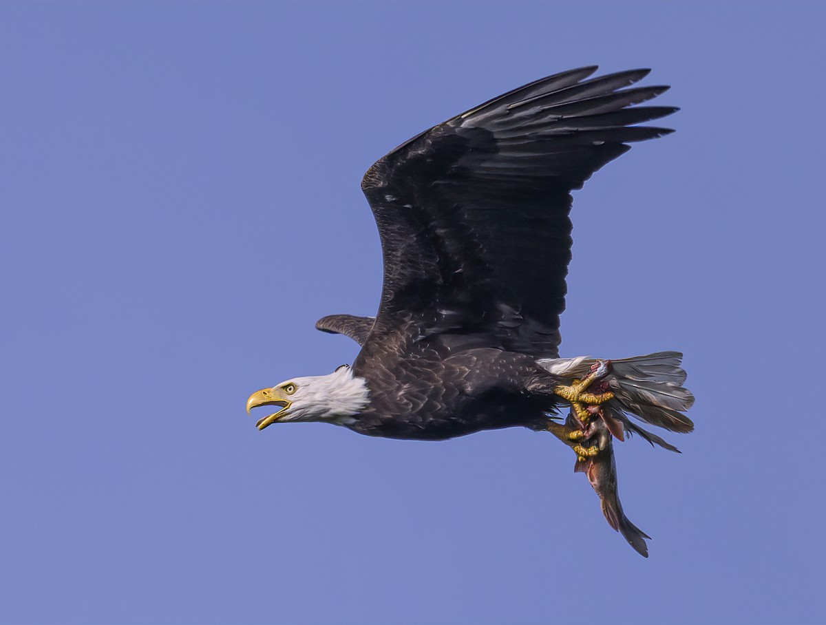 Bald Eagle - Jocelyn  Anderson