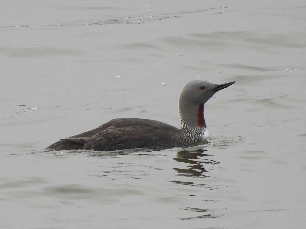 Red-throated Loon - Adrián Colino Barea