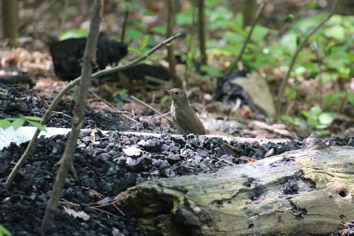 Gray-cheeked Thrush - ML619362235