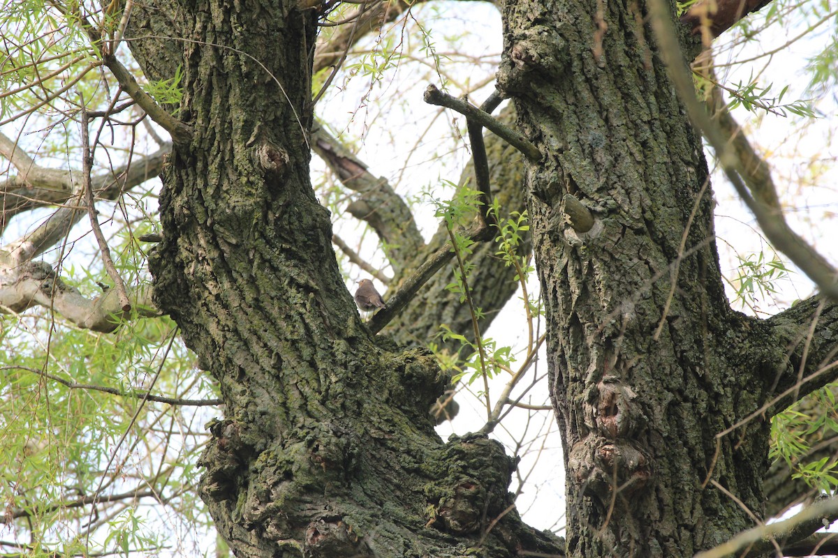 Swainson's Thrush - ML619362247