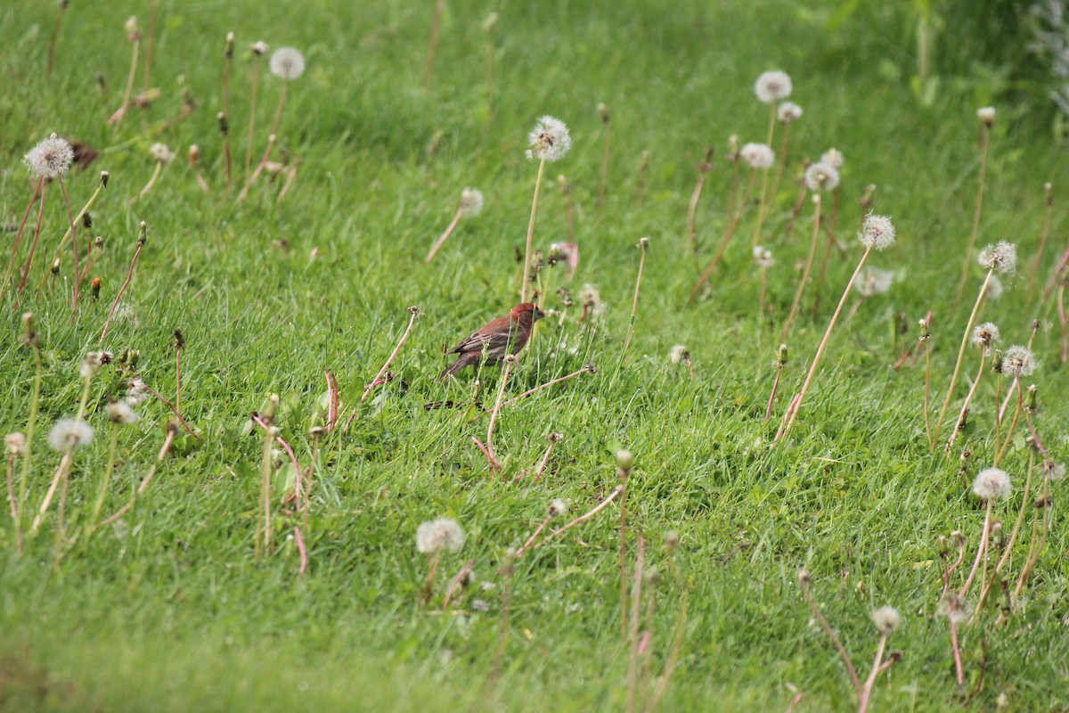 House Finch - ML619362250