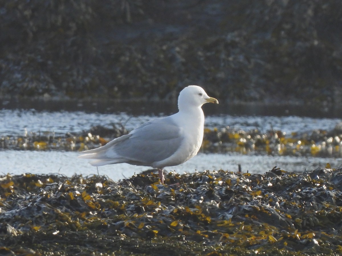 Iceland Gull (glaucoides) - Adrián Colino Barea
