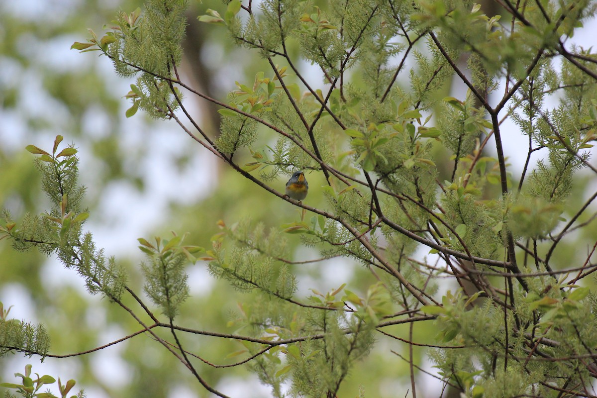 Northern Parula - ML619362269