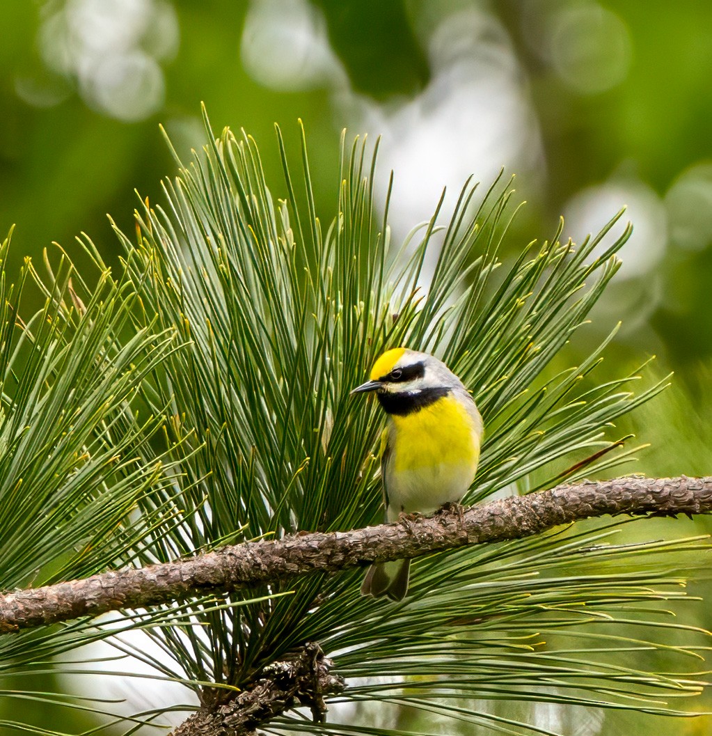 Golden-winged x Blue-winged Warbler (hybrid) - Anonymous