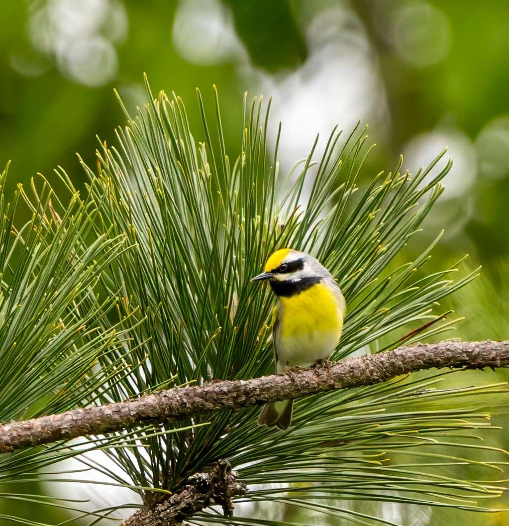 Golden-winged x Blue-winged Warbler (hybrid) - ML619362274