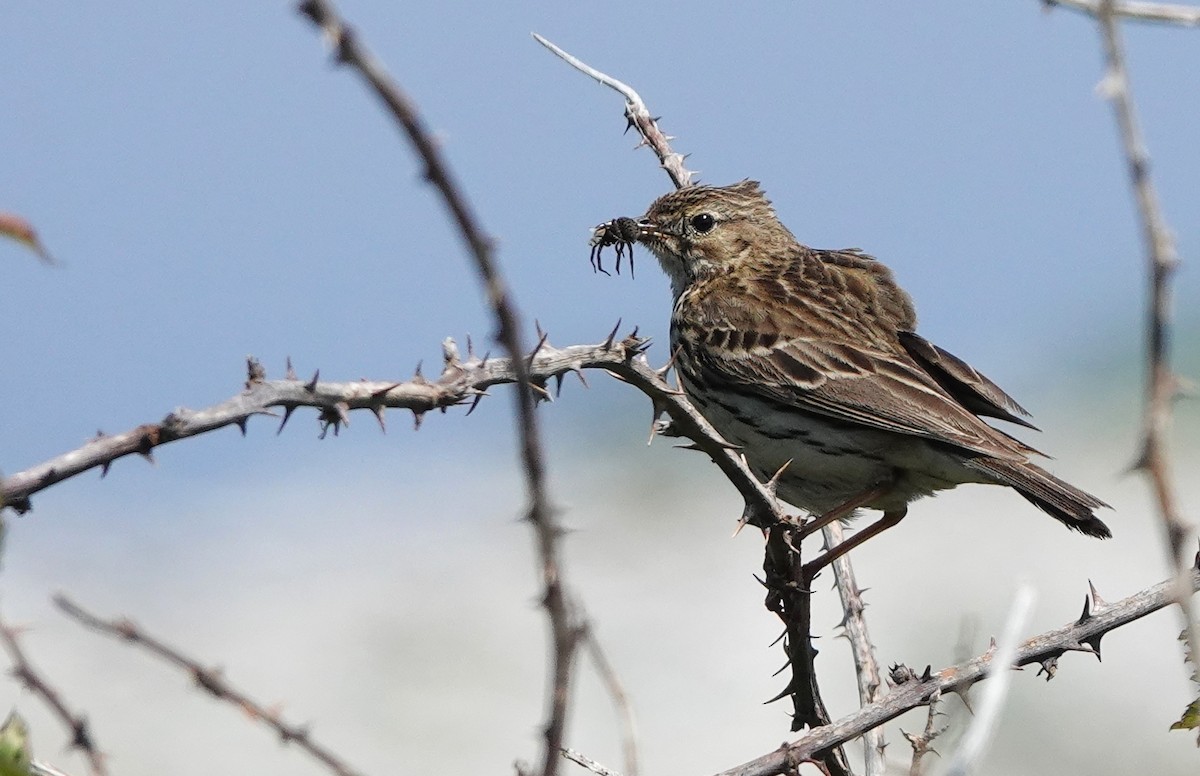 Meadow Pipit - Christian Doerig