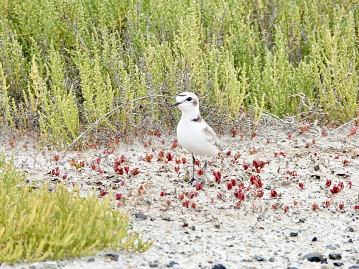 Snowy Plover - Brian Daniels