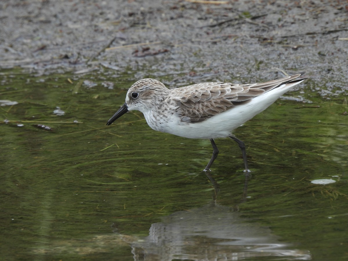 Semipalmated Sandpiper - Annette Cook