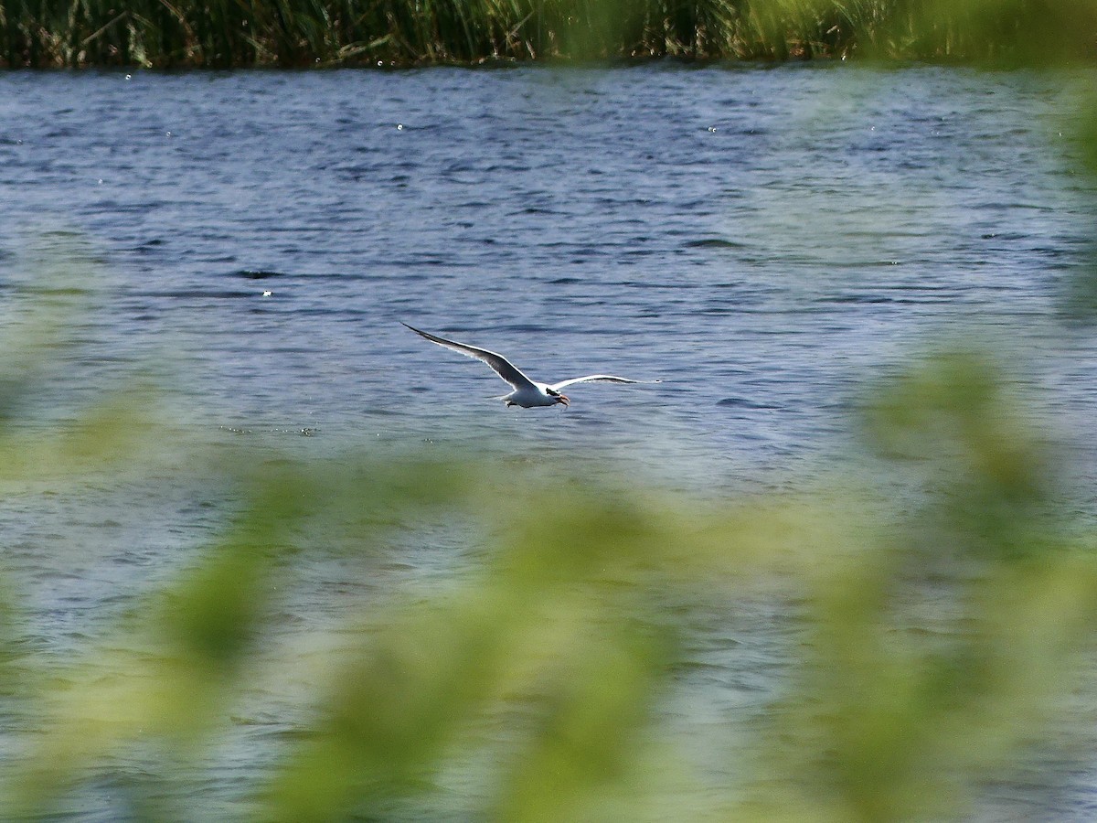 Royal Tern - Charles  Crawford