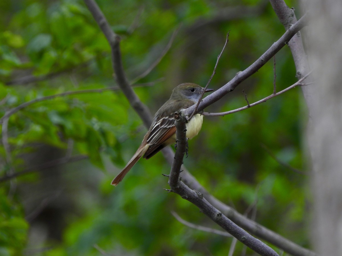 Great Crested Flycatcher - Annette Cook