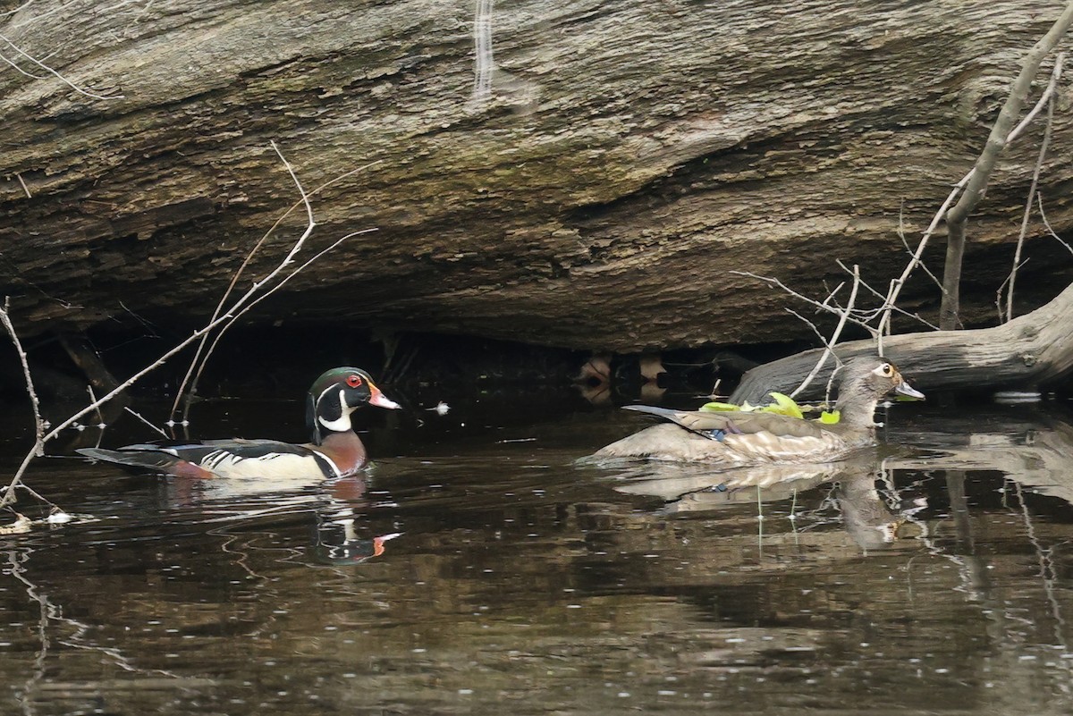 Wood Duck - ML619362320