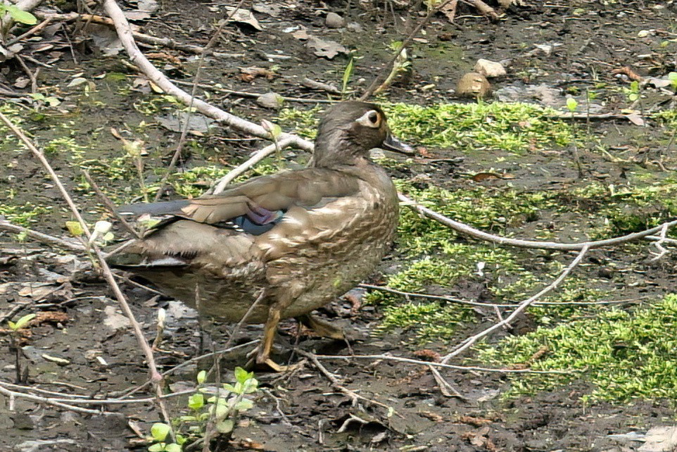 Wood Duck - ML619362324