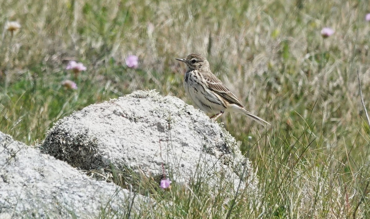 Meadow Pipit - Christian Doerig