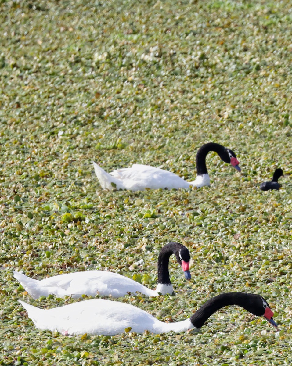 Black-necked Swan - Anonymous