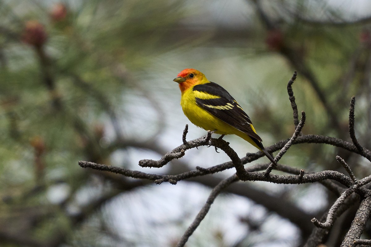 Western Tanager - Julie Laity