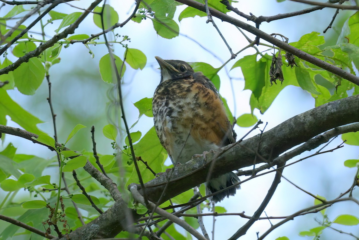 American Robin - Irene George