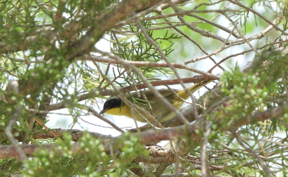 Common Yellowthroat - Annette Cook
