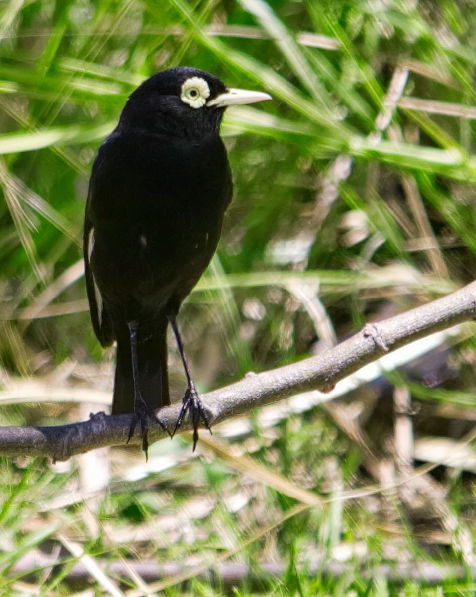 Spectacled Tyrant - Anonymous