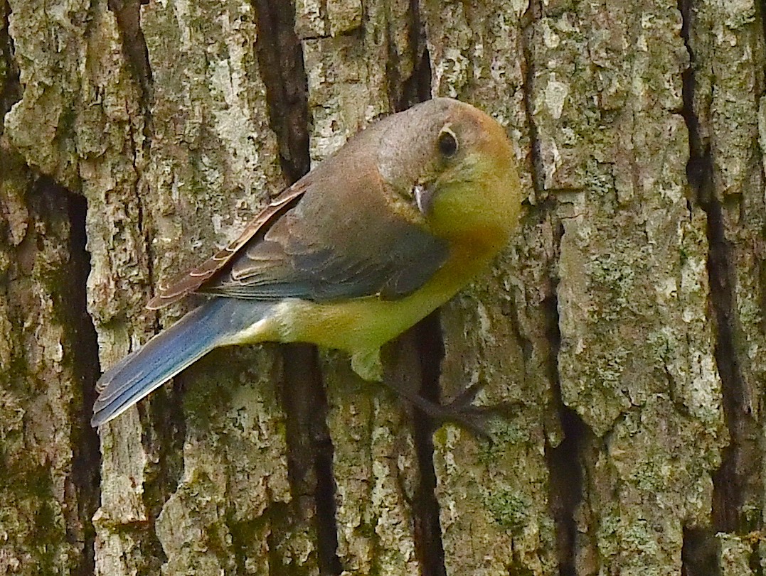 Eastern Bluebird - Kristen Cart