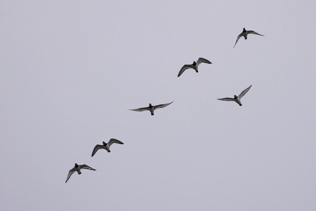 Eurasian Oystercatcher - Niall Bell