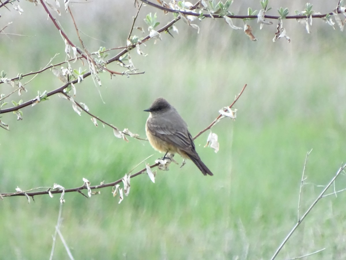 Say's Phoebe - ML619362393