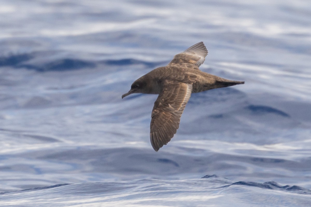 Sooty Shearwater - Trevor Sleight