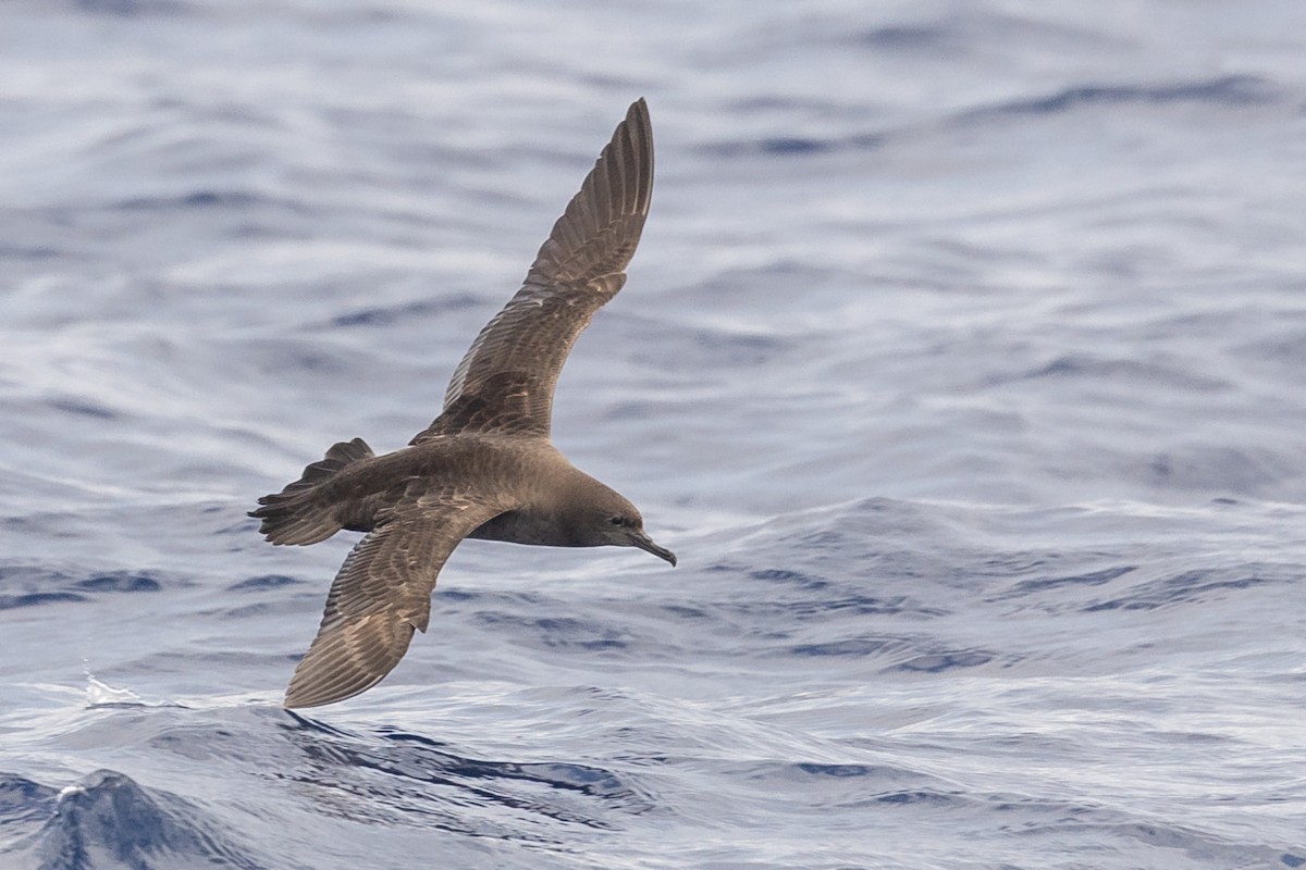 Sooty Shearwater - Trevor Sleight