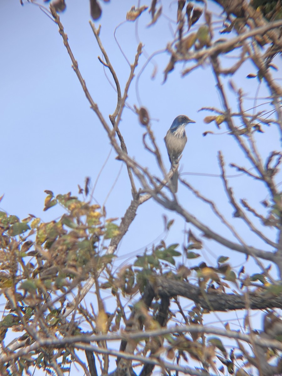 California Scrub-Jay - Tori R.