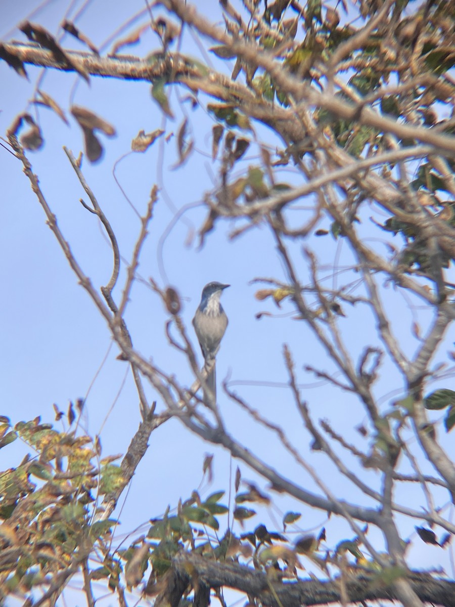 California Scrub-Jay - Tori R.