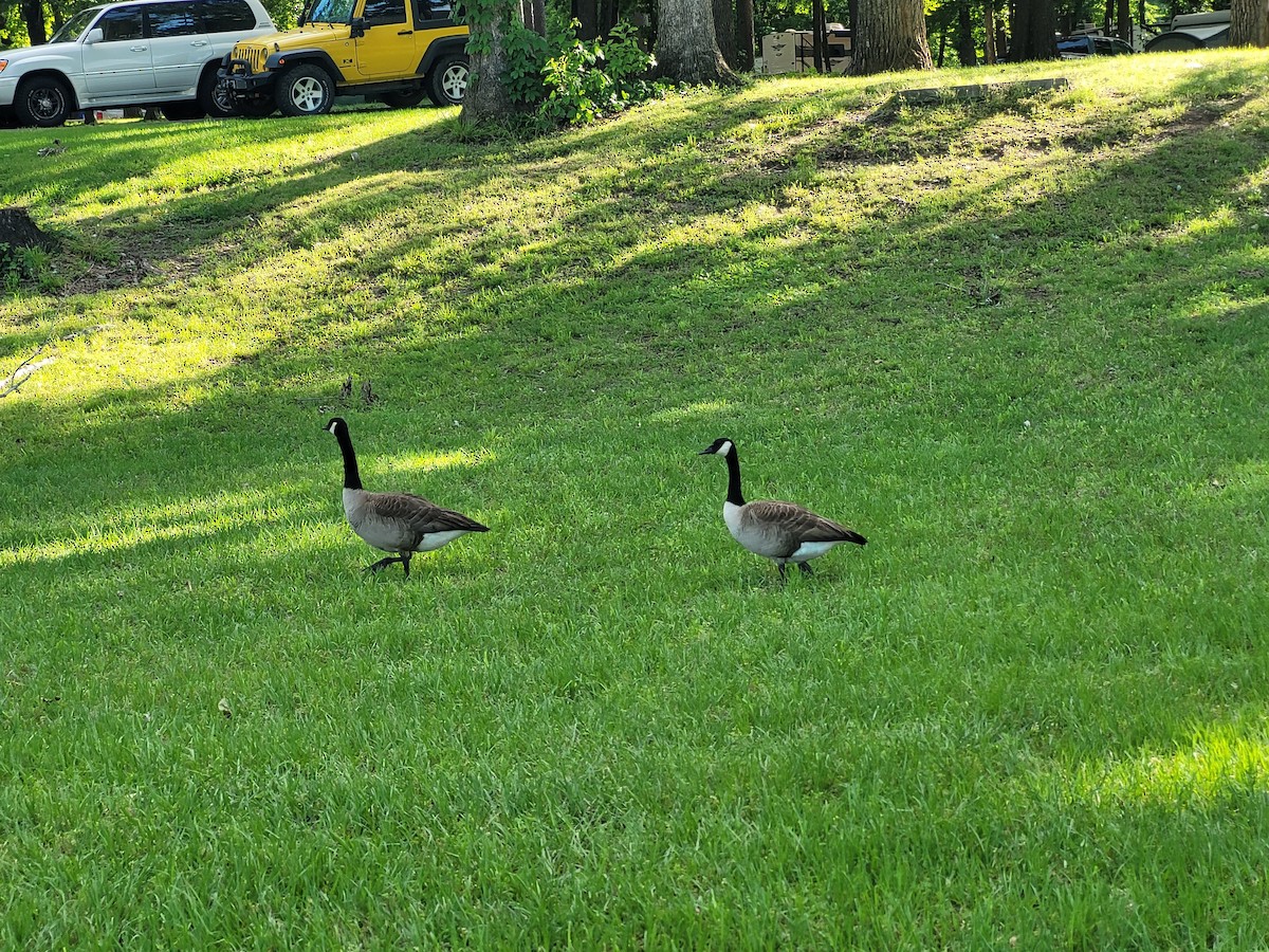 Canada Goose - Aster Droste