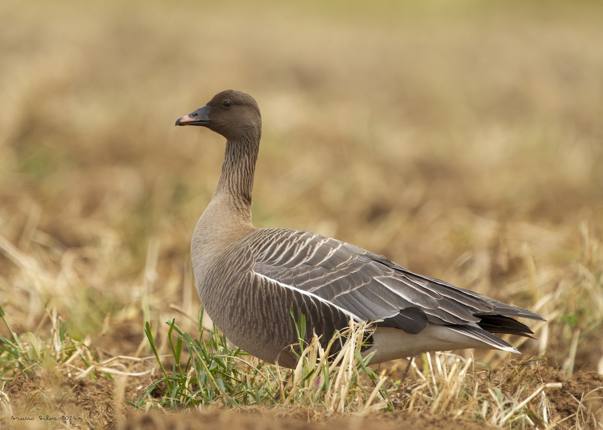 Pink-footed Goose - Bruno  Silva