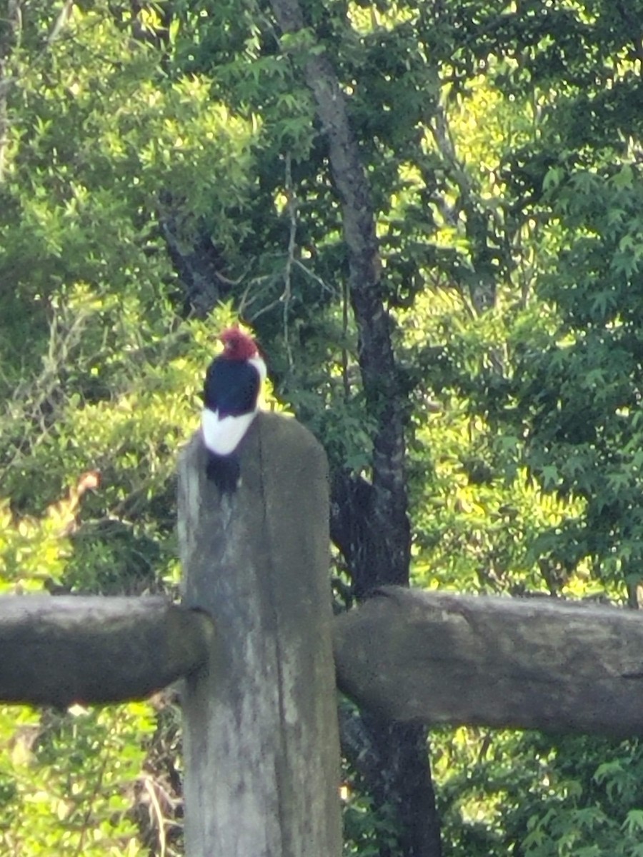 Red-headed Woodpecker - ML619362413