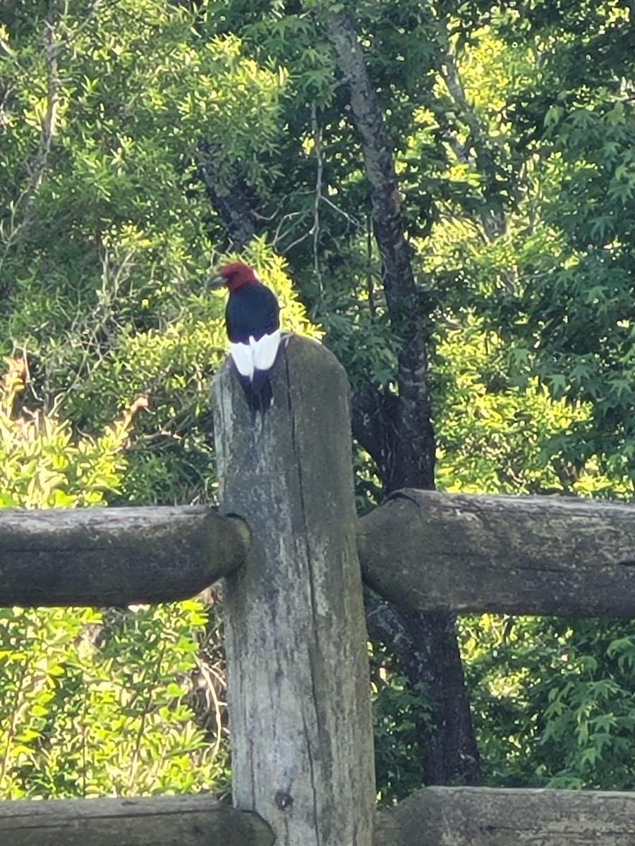 Red-headed Woodpecker - ML619362414