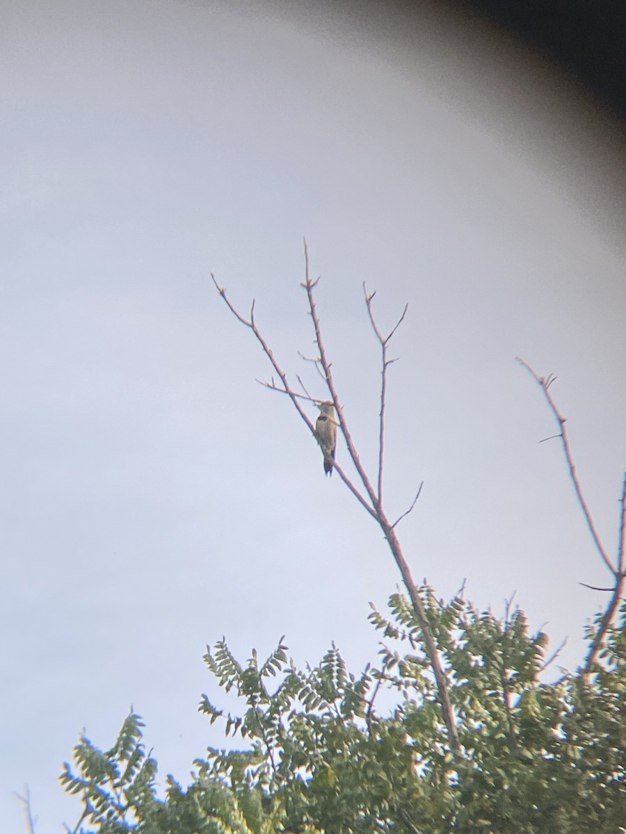 Northern Flicker - Tori R.