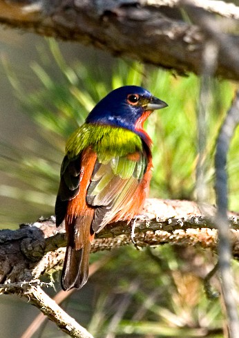 Painted Bunting - ML619362418