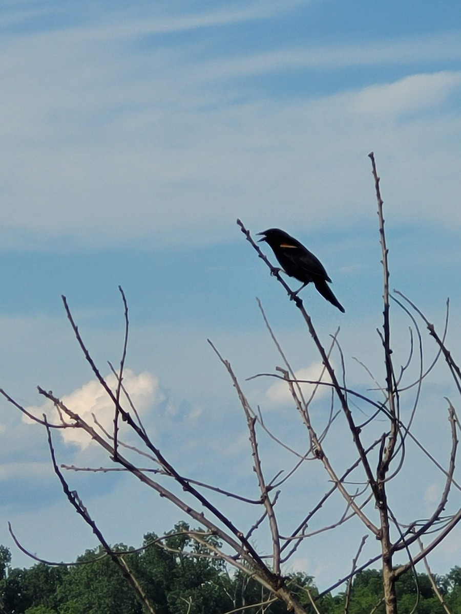 Red-winged Blackbird - ML619362425