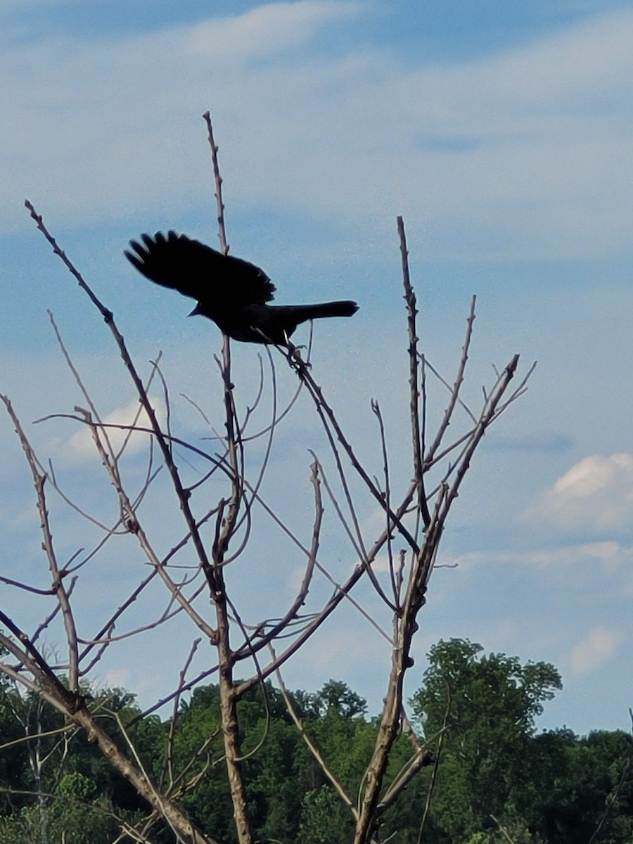 Red-winged Blackbird - ML619362426