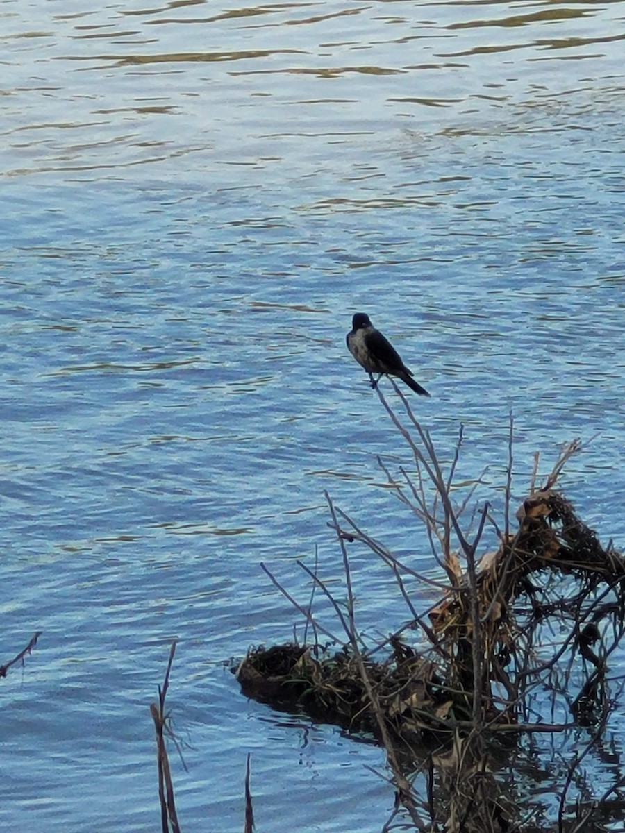 Eastern Kingbird - Aster Droste