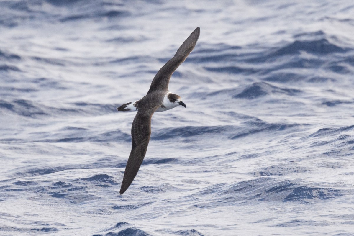 Black-capped Petrel (Dark-faced) - ML619362433