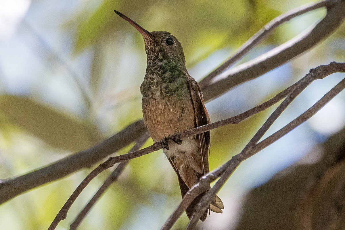 Berylline Hummingbird - Ken&Fay Broten