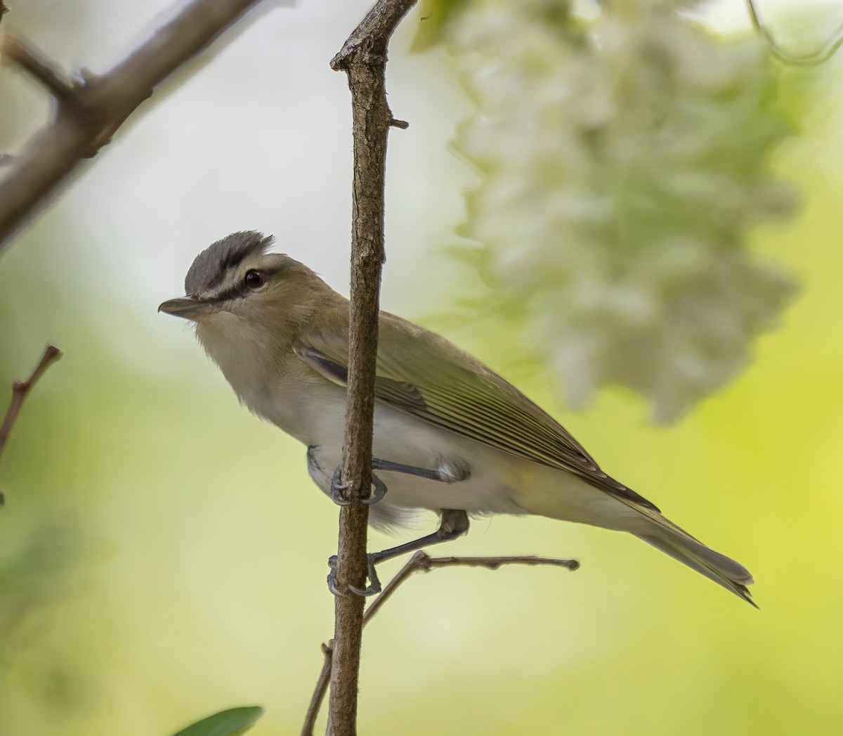 Red-eyed Vireo - ML619362443