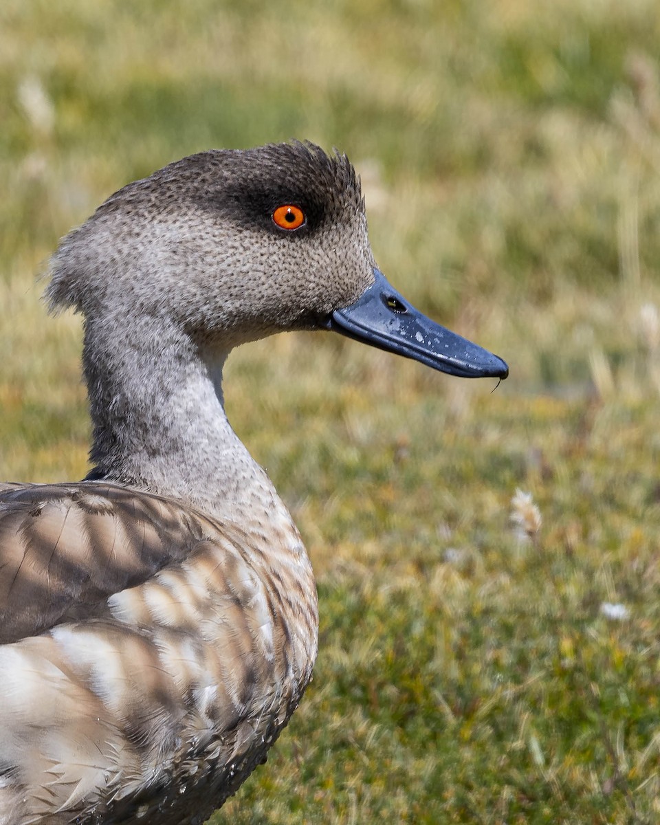 Crested Duck - VERONICA ARAYA GARCIA