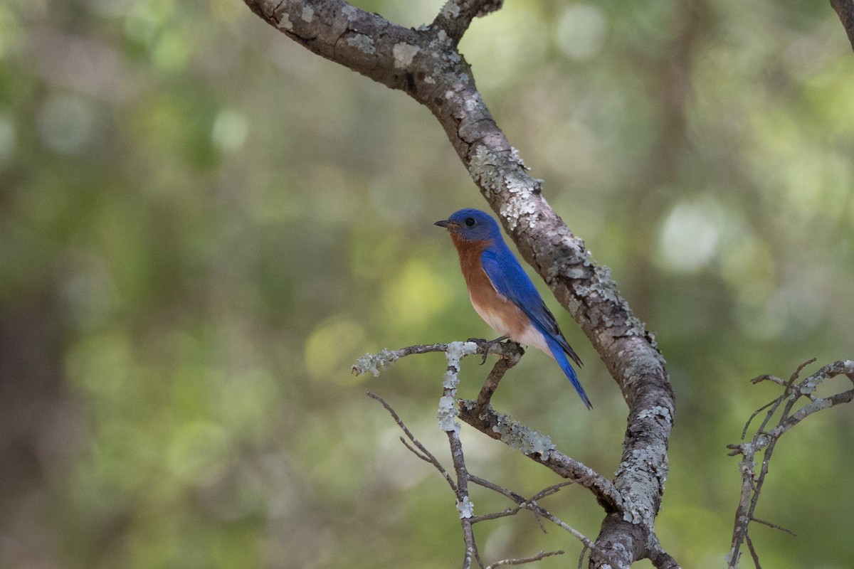 Eastern Bluebird - Robert Lawshe