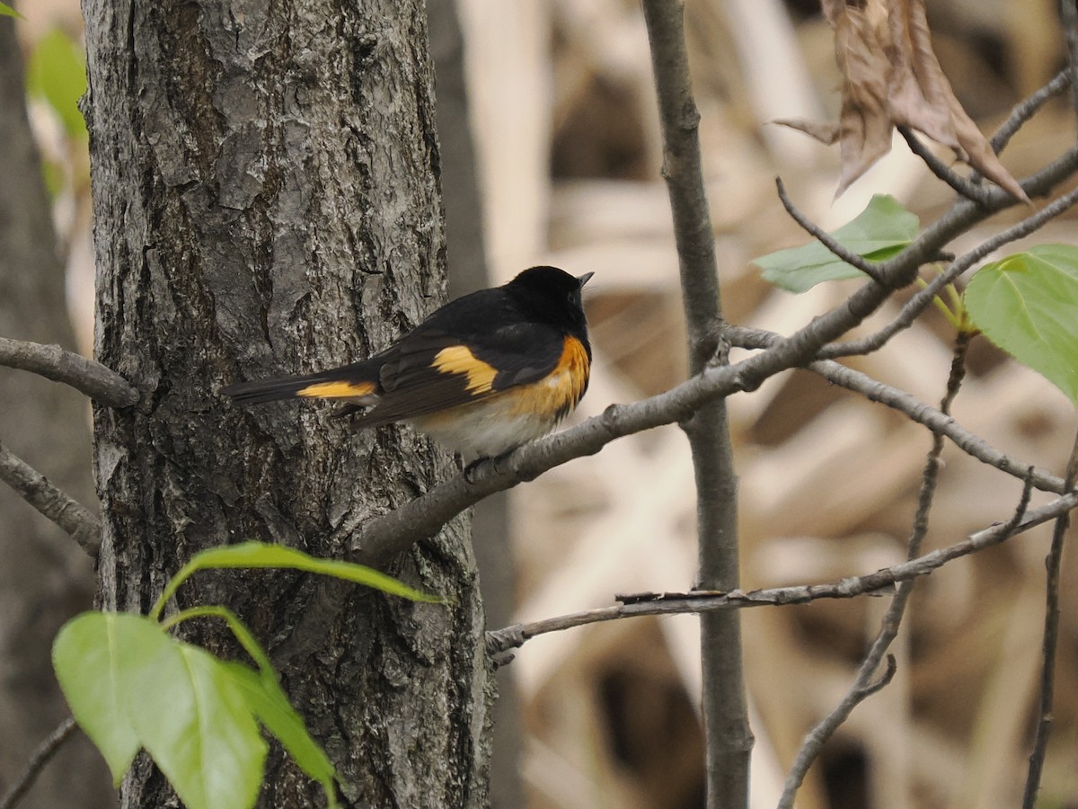 American Redstart - Sue Lentle