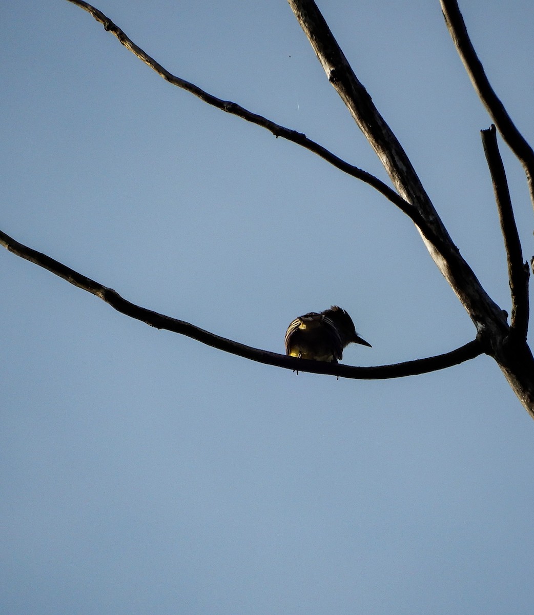 Great Crested Flycatcher - ML619362459