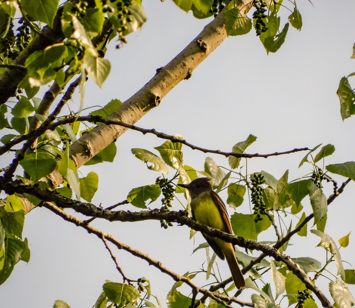 Great Crested Flycatcher - ML619362462