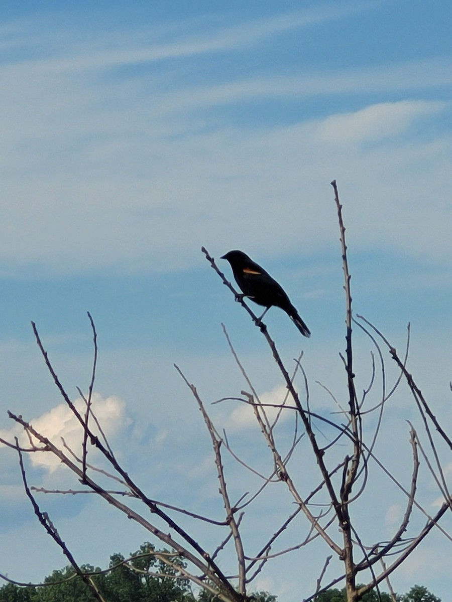 Red-winged Blackbird - Aster Droste