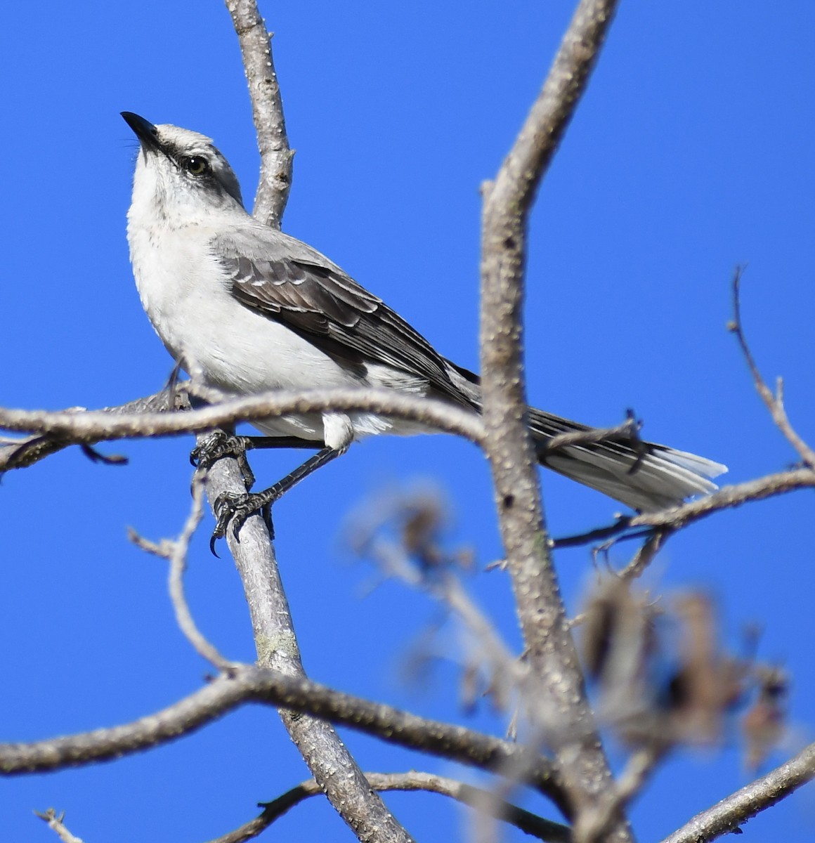 Tropical Mockingbird - Edward Clark