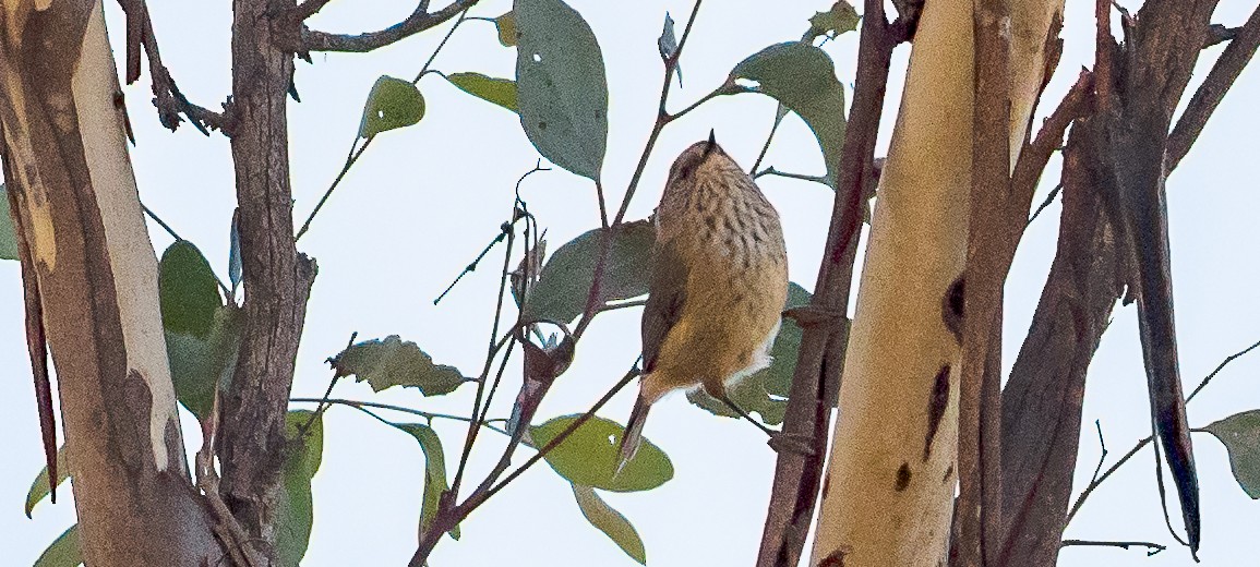 Brown Thornbill - Ben Milbourne