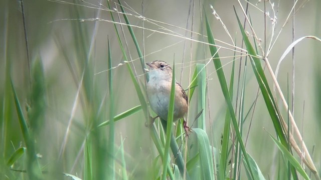 Sedge Wren - ML619362526